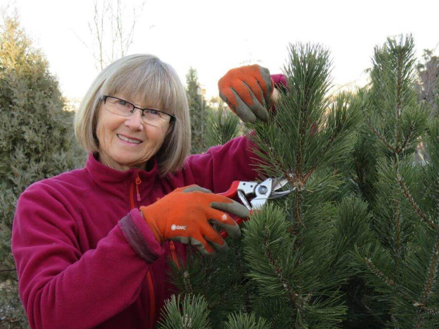 Anne pruning a mugo pine